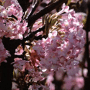 Viburnum bodnantense Dawn